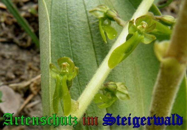 Copyright AiS / 2009 Albert Meier Bild zum Eintrag (28357-160)