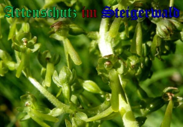 Copyright AiS / 2009 Albert Meier Bild zum Eintrag (28358-160)