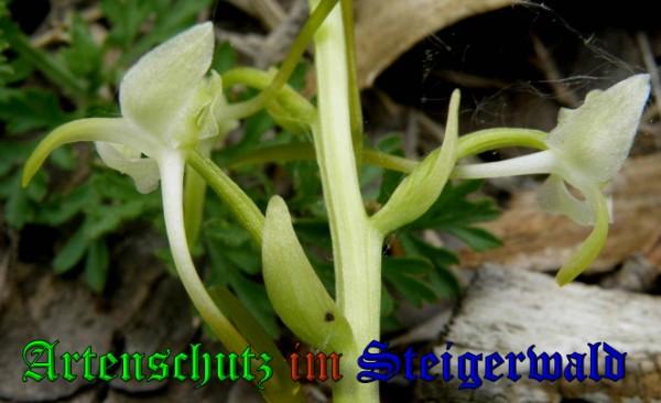 Copyright AiS / 2009 Albert Meier Bild zum Eintrag (28367-160)