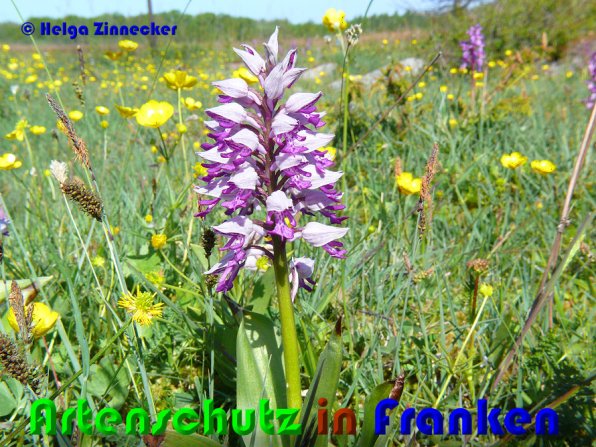 Copyright AiS Helga Zinnecker Bild zum Eintrag (28400-160)