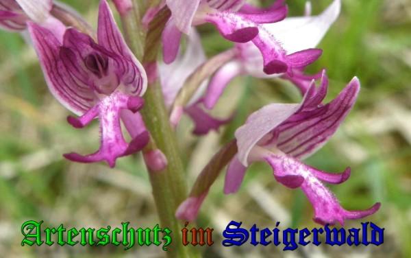 Copyright AiS / 2009 Albert Meier Bild zum Eintrag (28403-160)
