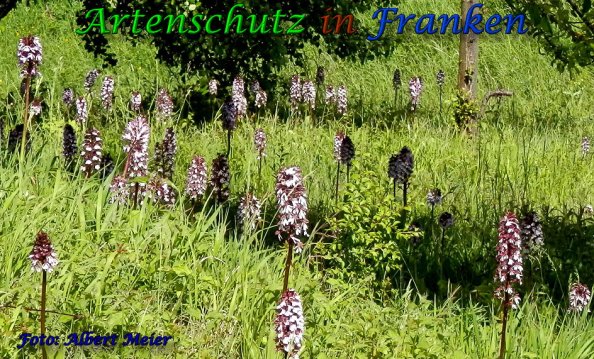 Copyright AiS Albert Meier Bild zum Eintrag (28408-160)