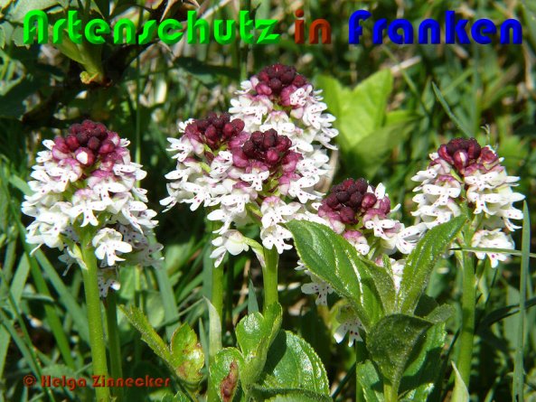Copyright AiS Helga Zinnecker Bild zum Eintrag (28429-160)