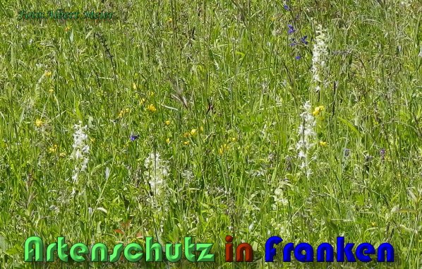 Copyright AiS Albert Meier Bild zum Eintrag (28442-160)