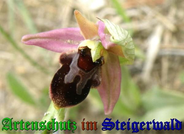 Copyright AiS / 2009 Albert Meier Bild zum Eintrag (28445-160)