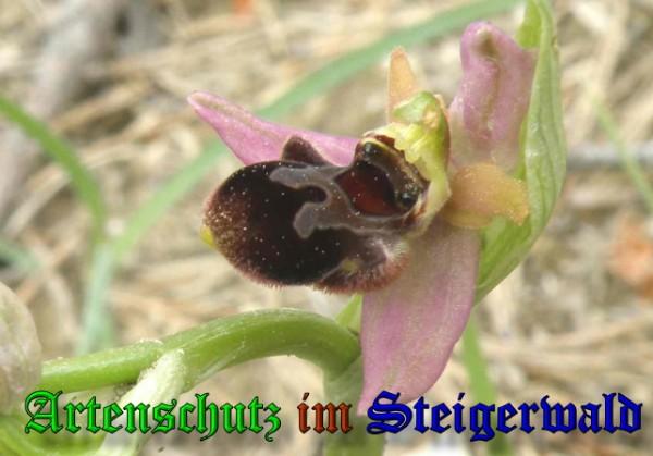 Copyright AiS / 2009 Albert Meier Bild zum Eintrag (28446-160)