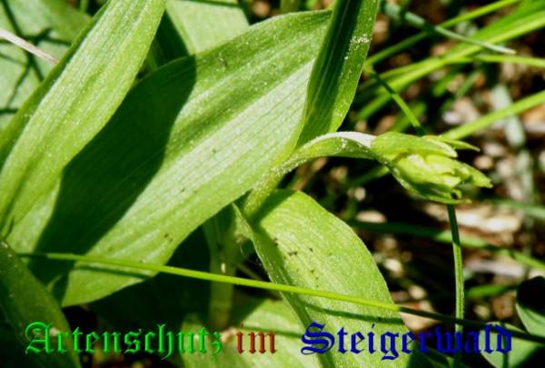 Copyright AiS / 2009 Albert Meier Bild zum Eintrag (28460-160)