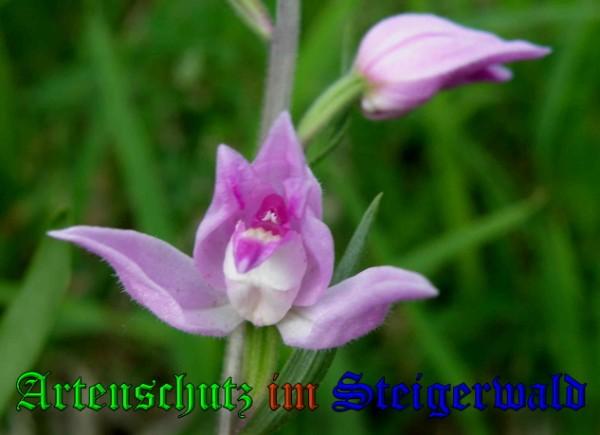 Copyright AiS / 2009 Albert Meier Bild zum Eintrag (28461-160)