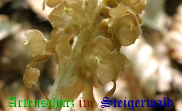 Copyright AiS / 2009 Albert Meier Bild zum Eintrag (28473-160)