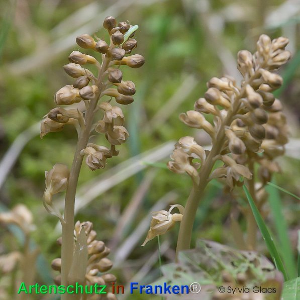 Copyright AiF Sylvia Glaas Bild zum Eintrag (28474-160)