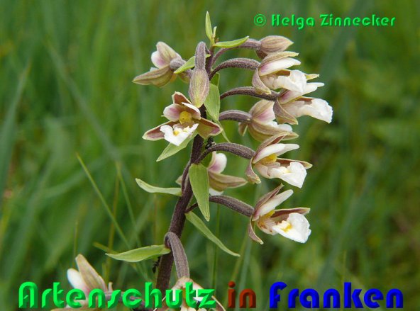 Copyright AiS Helga Zinnecker Bild zum Eintrag (28478-160)