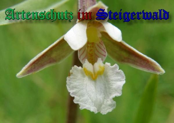 Copyright AiS / 2009 Albert Meier Bild zum Eintrag (28480-160)