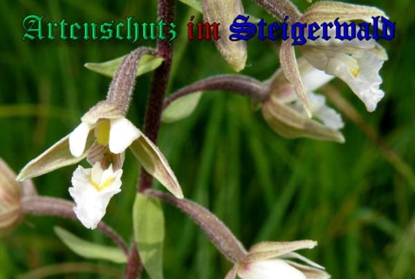 Copyright AiS / 2009 Albert Meier Bild zum Eintrag (28481-160)
