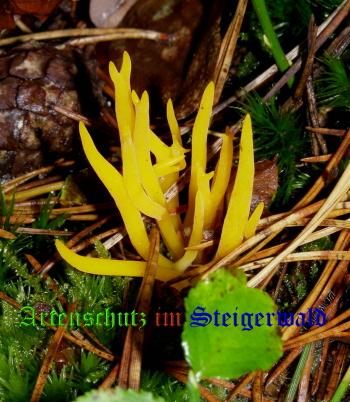 Copyright AiS / 2008 Albert Meier Bild zum Eintrag (28521-160)