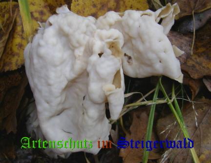 Copyright AiS / 2008 Albert Meier Bild zum Eintrag (28524-160)