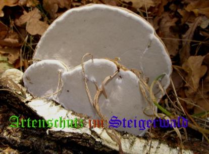 Copyright AiS / 2008 Albert Meier Bild zum Eintrag (28532-160)