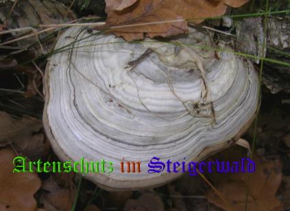 Copyright AiS / 2008 Albert Meier Bild zum Eintrag (28533-160)