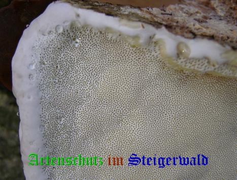 Copyright AiS / 2008 Albert Meier Bild zum Eintrag (28539-160)
