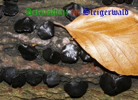Copyright AiS / 2008 Albert Meier Bild zum Eintrag (28541-160)