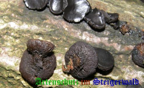 Copyright AiS / 2008 Albert Meier Bild zum Eintrag (28542-160)