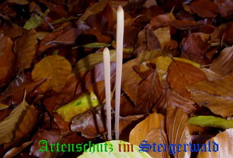 Copyright AiS / 2008 Albert Meier Bild zum Eintrag (28545-160)