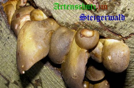 Copyright AiS / 2008 Albert Meier Bild zum Eintrag (28563-160)