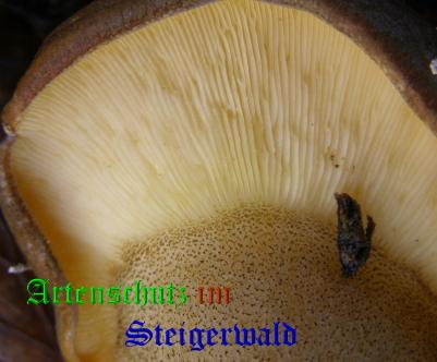 Copyright AiS / 2008 Albert Meier Bild zum Eintrag (28564-160)