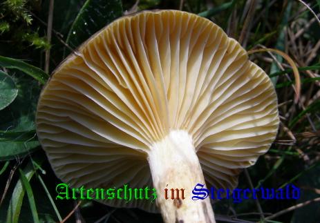 Copyright AiS / 2008 Albert Meier Bild zum Eintrag (28566-160)