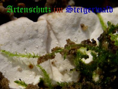 Copyright AiS / 2008 Albert Meier Bild zum Eintrag (28570-160)