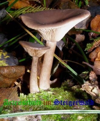Copyright AiS / 2008 Albert Meier Bild zum Eintrag (28572-160)