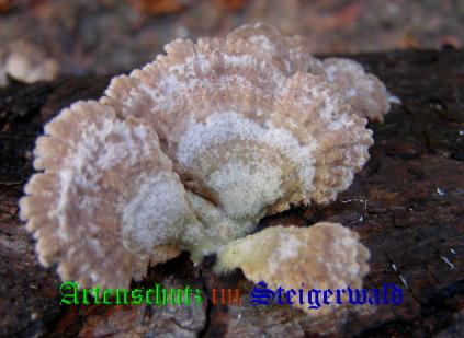 Copyright AiS / 2008 Albert Meier Bild zum Eintrag (28575-160)