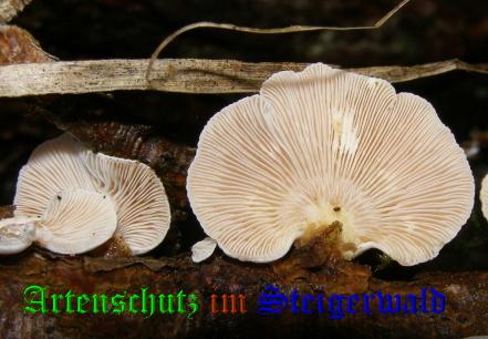 Copyright AiS / 2008 Albert Meier Bild zum Eintrag (28597-160)