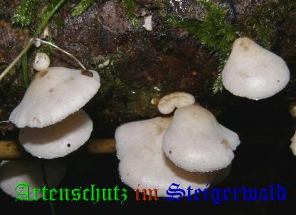 Copyright AiS / 2008 Albert Meier Bild zum Eintrag (28598-160)
