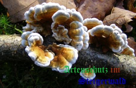 Copyright AiS / 2008 Albert Meier Bild zum Eintrag (28602-160)