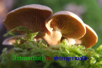 Copyright AiS / 2008 Albert Meier Bild zum Eintrag (28648-160)
