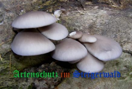 Copyright AiS / 2008 Albert Meier Bild zum Eintrag (28656-160)