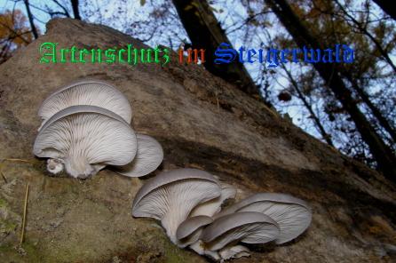 Copyright AiS / 2008 Albert Meier Bild zum Eintrag (28657-160)