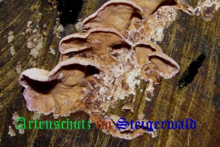 Copyright AiS / 2008 Albert Meier Bild zum Eintrag (28665-160)