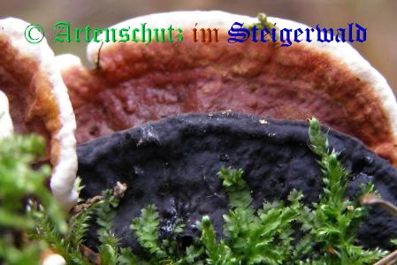 Copyright AiS / 2008 Albert Meier Bild zum Eintrag (28671-160)