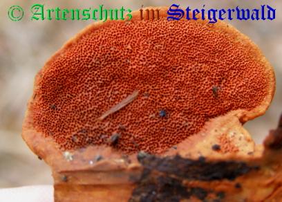 Copyright AiS / 2008 Albert Meier Bild zum Eintrag (28687-160)