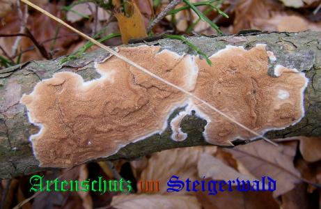 Copyright AiS / 2008 Albert Meier Bild zum Eintrag (28693-160)