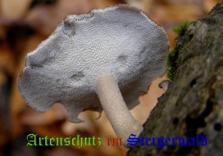 Copyright AiS / 2008 Albert Meier Bild zum Eintrag (28696-160)