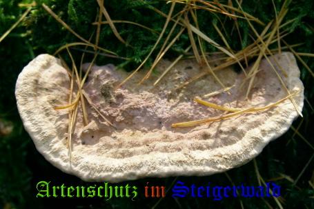Copyright AiS / 2008 Albert Meier Bild zum Eintrag (28698-160)