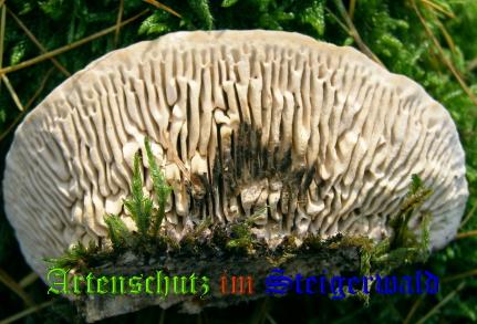 Copyright AiS / 2008 Albert Meier Bild zum Eintrag (28699-160)