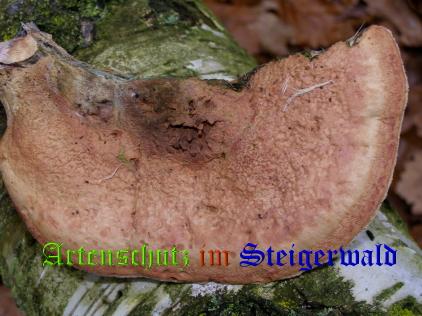 Copyright AiS / 2008 Albert Meier Bild zum Eintrag (28705-160)