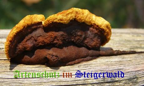Copyright AiS / 2008 Albert Meier Bild zum Eintrag (28708-160)