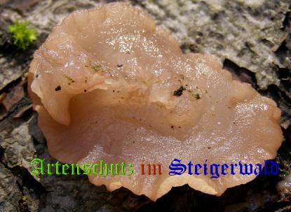 Copyright AiS / 2008 Albert Meier Bild zum Eintrag (28712-160)