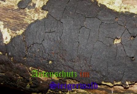 Copyright AiS / 2008 Albert Meier Bild zum Eintrag (28720-160)