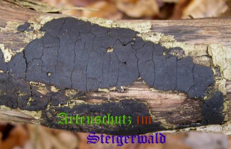 Copyright AiS / 2008 Albert Meier Bild zum Eintrag (28721-160)