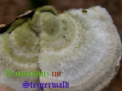 Copyright AiS / 2008 Albert Meier Bild zum Eintrag (28723-160)